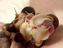 Snails Dominate My Cock And Slowly Make Me Cum