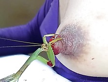 Mantis Eat My Nipples. 2