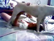 Teen Dog Webcam