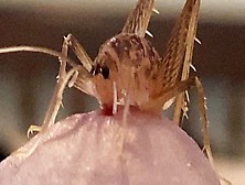 Shieldback Katydid Immature Nymph Feeding