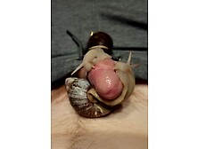 Two Giant,  Slimy Snails On My Cock Make Me Throb