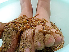 Insects Foot Tickling