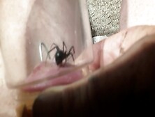 Black Widow Spider Eats Head 04