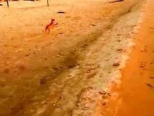 Dog Having Fun At The Beach