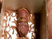 Superworms On My Cock