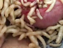 My First Time With Home Grown Maggots