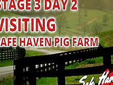 Stage Three Visiting Safe Haven Pig Farm Day Two