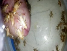 Crickets Eat Cock
