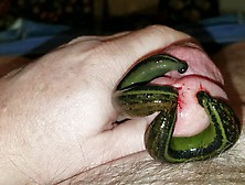 Two Medium Leeches Feed Off My Cock 16