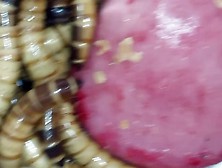 Superworms Fill Up On Cock Meat