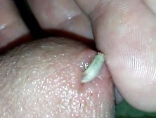 Small Maggot(Sarcophaga Bullata) Entering(5-16-19)