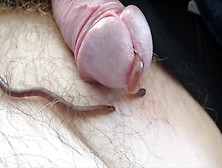 Worms Visit My Cock