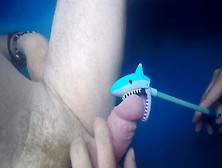 Shark Bites Dick