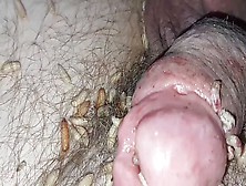 Maggots In Holes