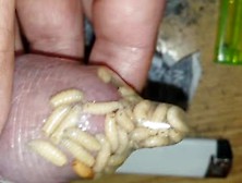 Maggots In Condom With Cumshot