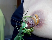 Mantis Eat Nipple 2019