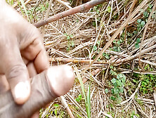 Land Urine In Sugarcane Field Hand And Job Mudhe Mare