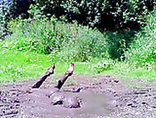 Diving In Mud Pit