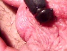 Beetle Eat Cock