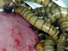 Superworms Fill Up On Cock Meat