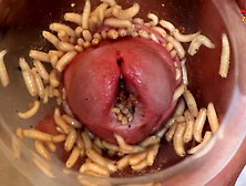 Maggots In Foreskin And Peehole
