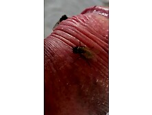 Flies Eat My Smegma Part 1