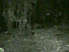 Woman Pissing In The Forest On Nighttime Voyeur Video