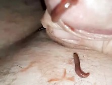 Denhollander50 Worms
