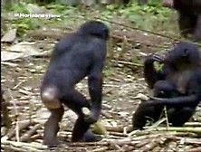 Bonobo Mating