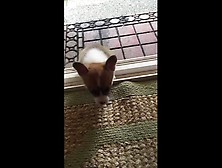 Tmp 7076-Corgi Puppys First Time Up The Steps1395112021. Mp4