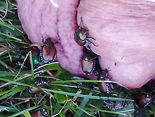 Japanese Beetles Feast On Cock