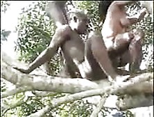 Crazy African Treetop Threesome