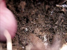Fucking An Anthill And Cuming On Ants