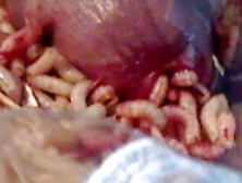Maggots In Pee Hole