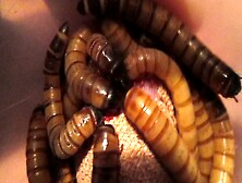 Super Worms Eating Exposed Glans Rim
