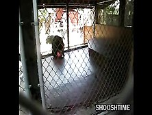 Poo-Flinging Monkey Ruins Day At The Zoo