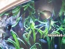 Sexy Naked Darkhair On Aquarium