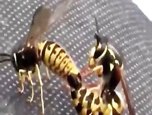 Bees Fuck Horny In Flight