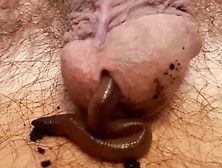 Worm In Cock