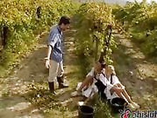 Alissa And Julia Crow Were Working The Vineyards