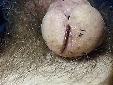 Worm Going Into Cock