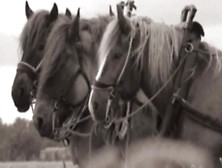 Heavy Horses By Jethro Tull