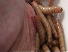 Voracious Mealworm