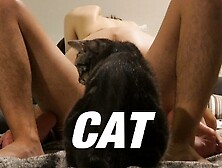 【素人・個人撮影】猫の嫉妬でSex中断・結合部アップ・騎乗位 #15-2