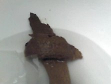Toilet Cam Poop