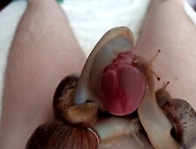 Throbbing And Shaking,  Hands-Free Snail Orgasm!