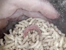 Maggots Filling Foreskin