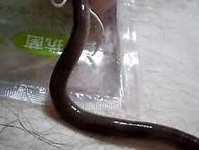 Very Long Worm Inching It's Way Into My Cock (3)