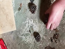 Perfect Pine Cones