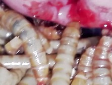 Mealworms Rape Pee Hole Thanks Worm Guy1